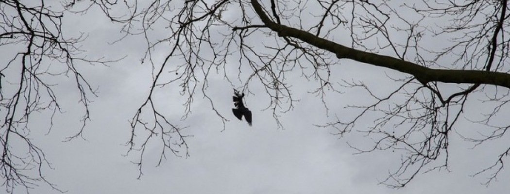 [FOTO'S] Brandweer redt vogel uit benarde positie