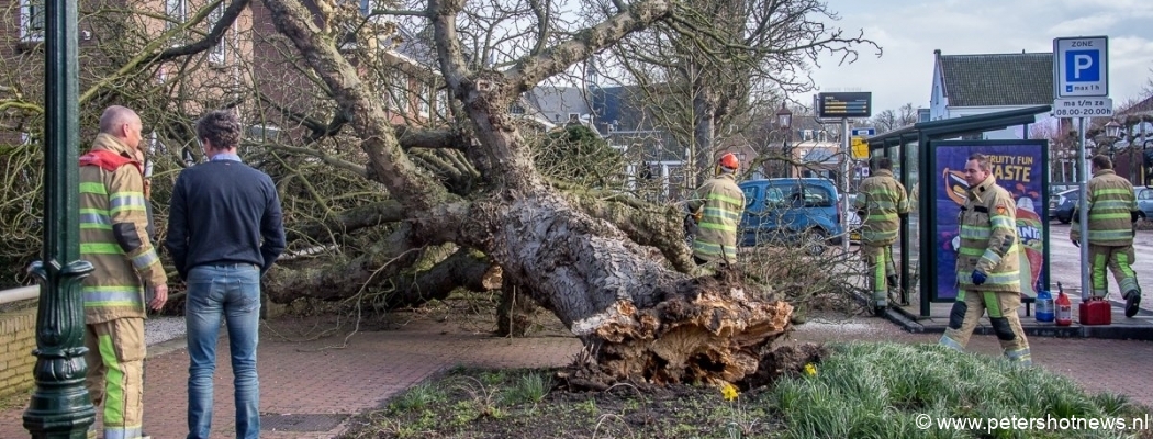 Grote kastanjeboom waait om in Loenen aan de Vecht
