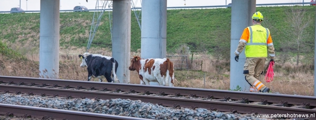 Losgebroken koeien zorgen voor vertraging op het spoor