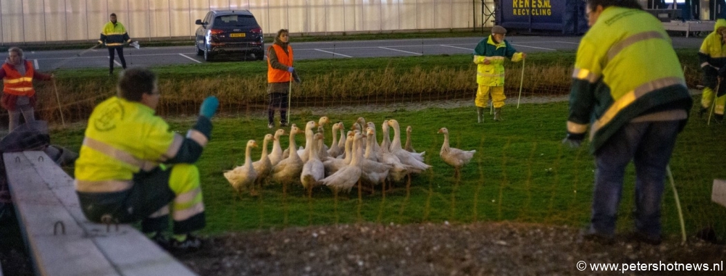 Tientallen vogels met frituurvet besmeurd in Aalsmeer: 'Te triest voor woorden'