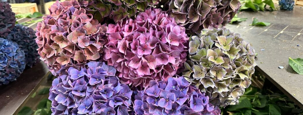 Hortensia kleurenspel op de Historische Tuin tijdens Kleur & Classics