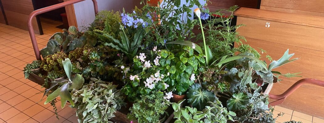 Verkoopdag Najaar in Historische Tuin