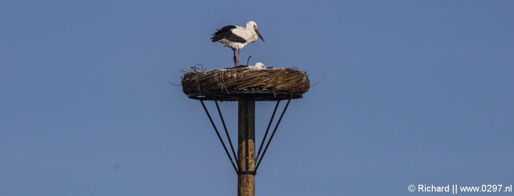 Ooievaarspaar betrekt nieuw nest in Abcoude
