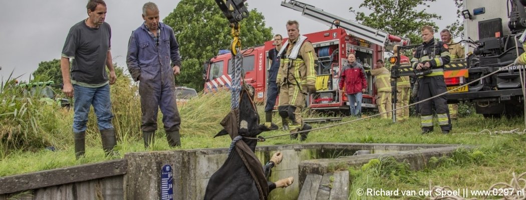 Brandweer urenlang druk met koe in uitloop gemaal De Kwakel