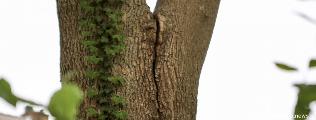 De scheur in het midden van de boom