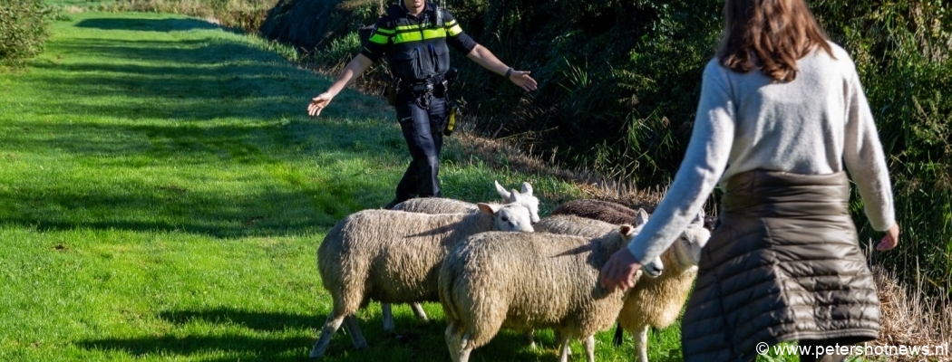 Hond jaagt schapen in sloot, wandelaars redden schapen