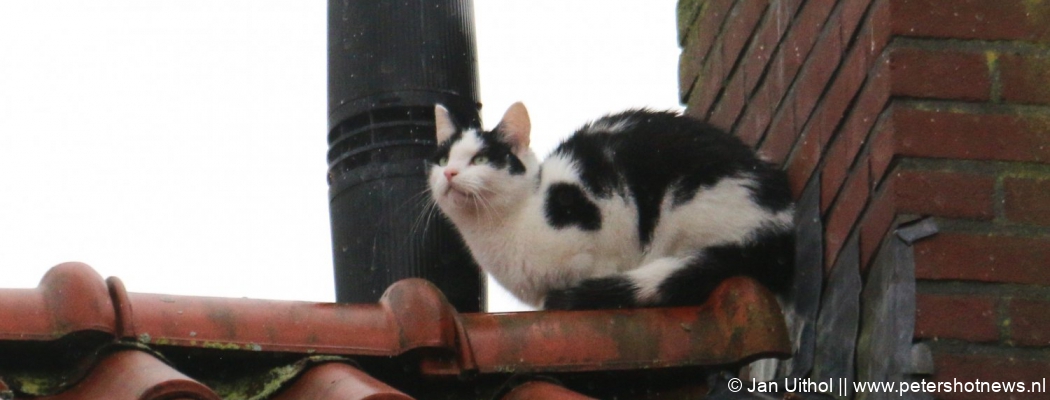 Brandweer haalt kat Smokey van het dak in Uithoorn