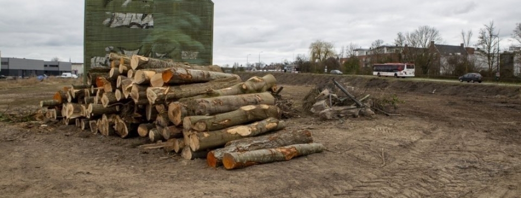 Gemeente krijgt 49k schadevergoeding voor onterechte bomenkap Rondweg Mijdrecht