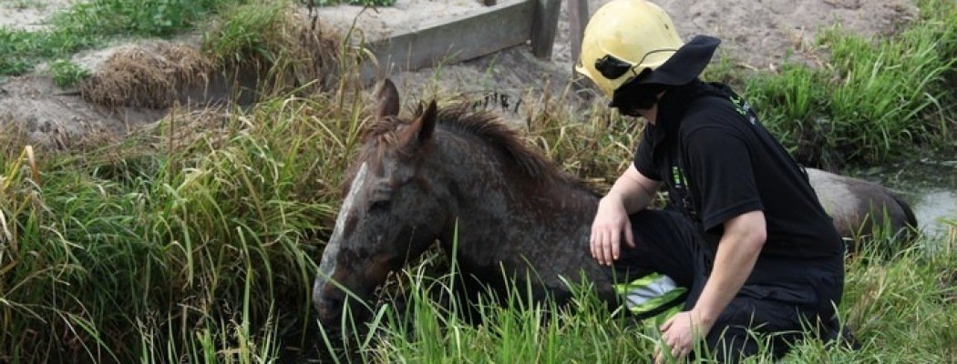 [FOTO] Brandweer in actie voor paard in sloot Mijdrecht