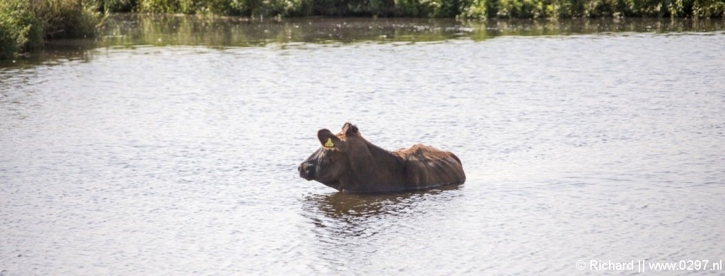 Brandweer en boer willen zwemmende koe op het droge helpen