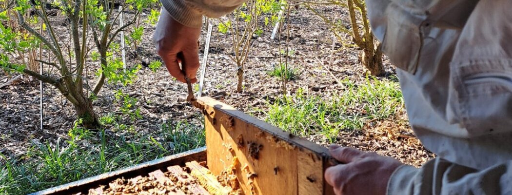 Demonstratie honing slingeren in Historische Tuin