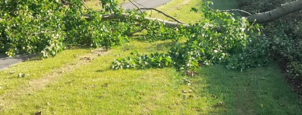 Let op: vallende takken bij droog en warm weer