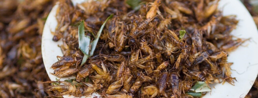 IVN lezing: Insecten kweken voor mens en vee, is dat een goed idee?