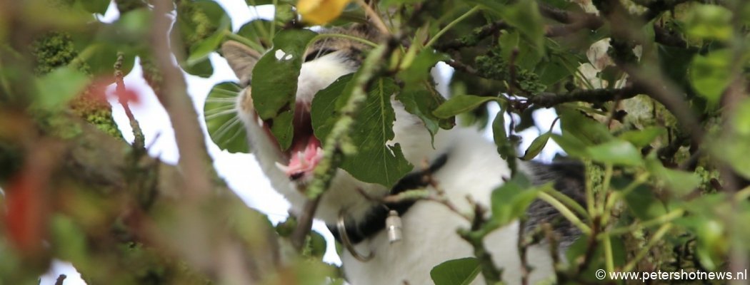 Vermiste kat gevonden in boom Wilnis