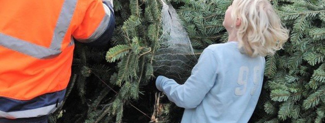 Inzameling kerstbomen Aalsmeer en Kudelstaart op 11 januari