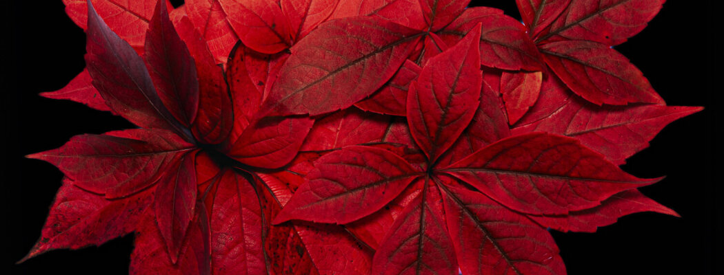 Herfst bij Fotoworkshop De Ronde Venen