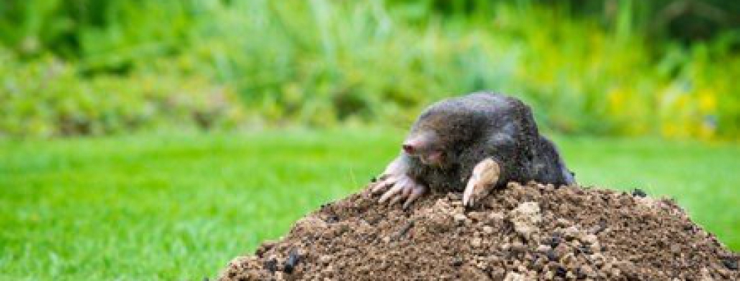 Natuurbeleving voor de allerkleinsten in NME-centrum De