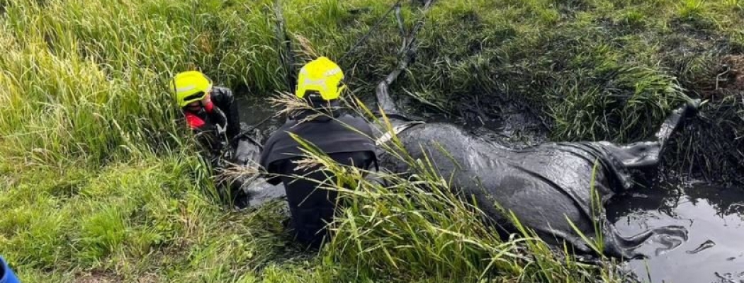 Brandweer haalt paard uit de sloot in Waverveen