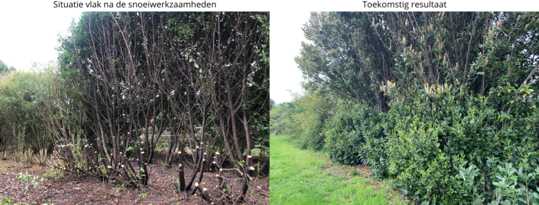 Gemeente maakt met snoeiwerkzaamheden flinke inhaalslag op groenonderhoud