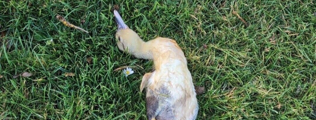 Vogelgriep vastgesteld bij wilde vogels in De Ronde Venen