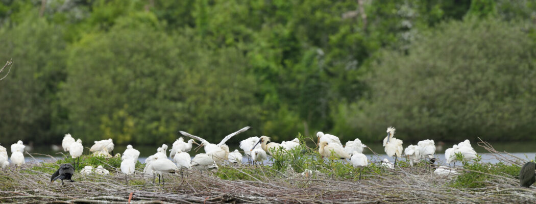 IVN-lezing Koloniebroeders