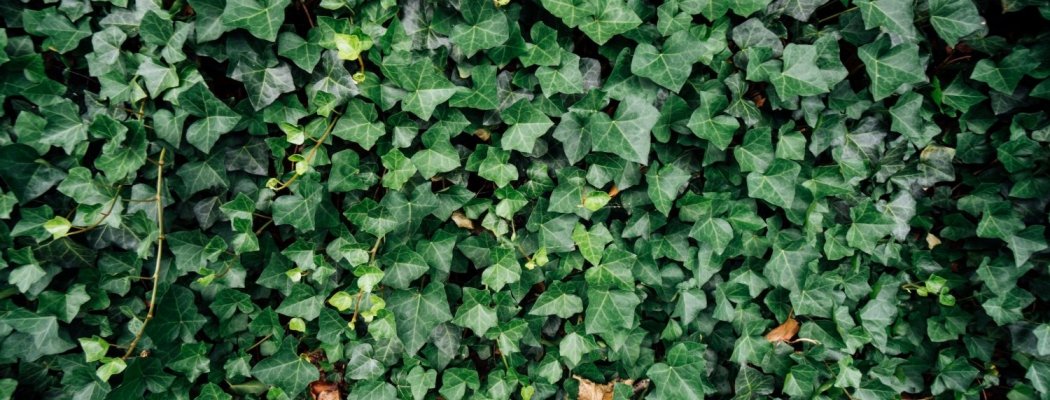 Het kiezen van de juiste haagplanten voor je tuin: Ontdek 4 verschillende populaire soorten