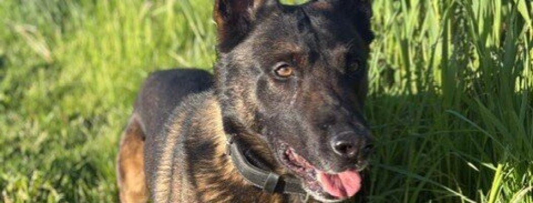 Politiehonden trainen op de plassen: mogelijk tijdelijk overlast