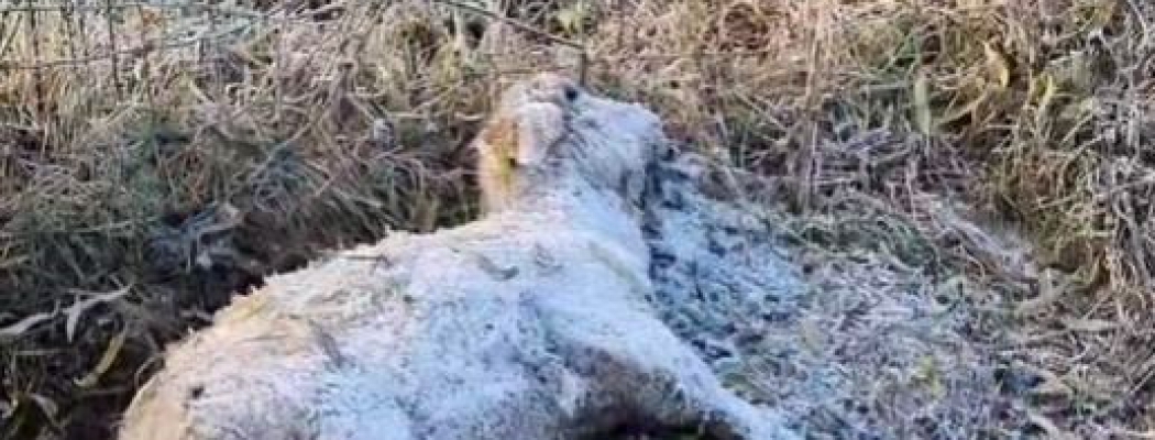Acht dode schapen gevonden in De Hoef