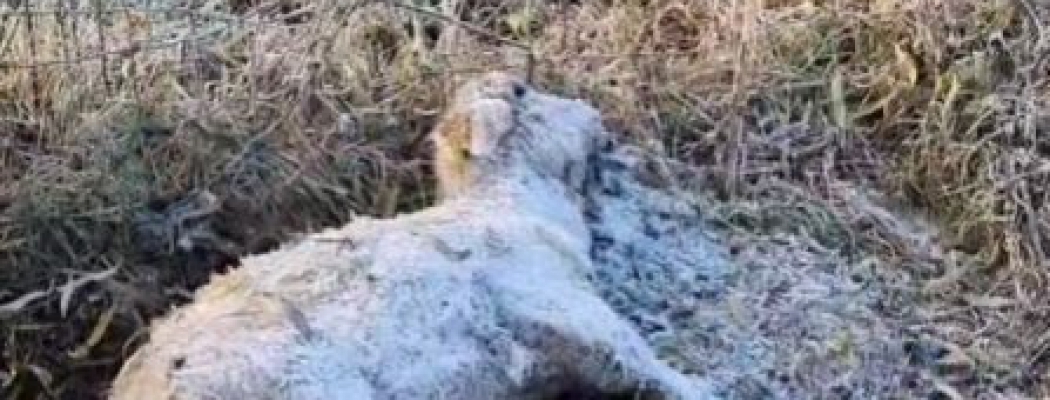 Weer dode schapen bij schapenhandelaar, dierenambulance flink geschrokken