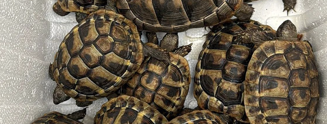 Illegale schildpadden aangetroffen in Aalsmeer