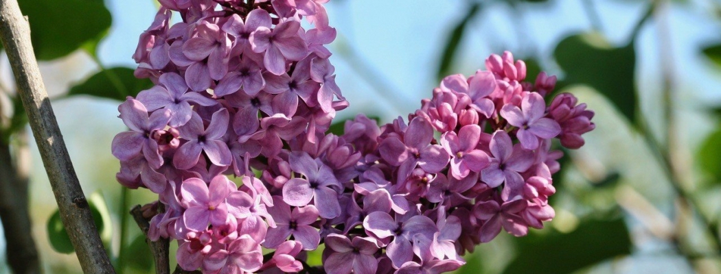 Themadag Seringen op 22 april bij Historische Tuin Aalsmeer