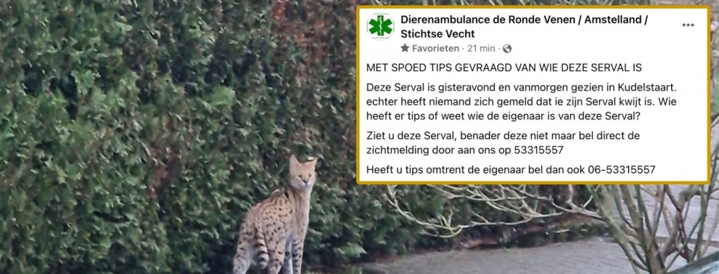 Serval gespot in Kudelstaart: eigenaar gevonden