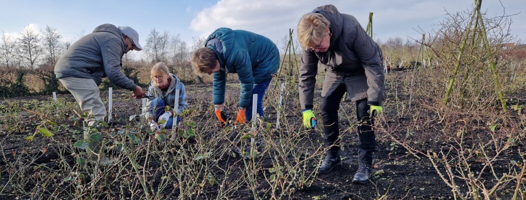 Leer snoeien als een professional op de Historische Tuin Aalsmeer