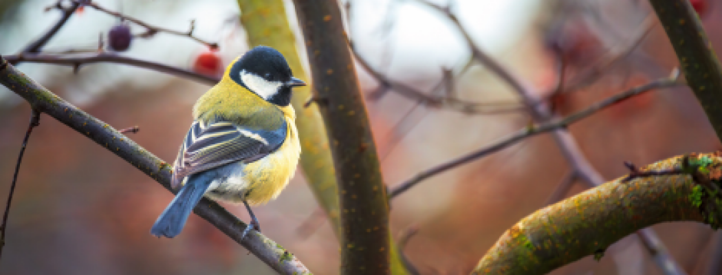 Uitdeelactie: 1.000 gratis boompjes voor meer vogels in tuinen