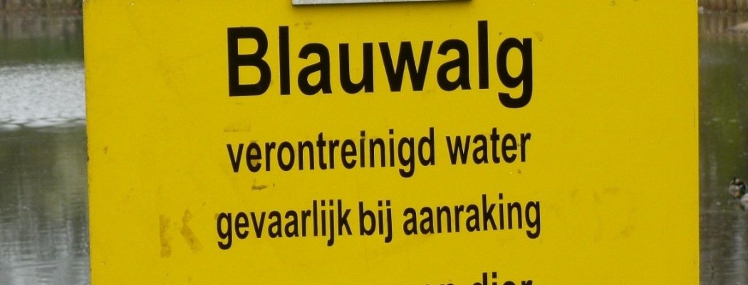 Waarschuwing voor blauwalg in Aalsmeer