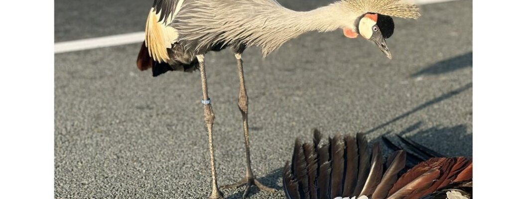 Kraanvogel doodgereden op A2 bij Breukelen, andere vogel bleef erbij