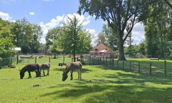 Dierendag vieren bij Boerenvreugd: spelletjes, knutselen en dieren ontdekken