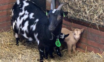 Lente begint op kinderboerderij: dwerggeit Chloe krijgt tweeling
