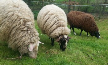 Schapen van Boerenvreugd krijgen zomerse make-over tijdens schaapscheerdersfeest
