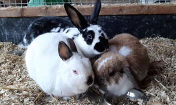 Vakantieopvang voor konijnen en cavia&rsquo;s weer mogelijk bij Boerenvreugd