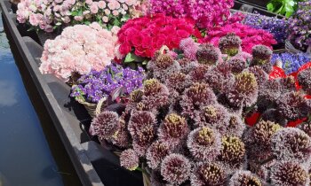 Aalsmeer Flower Festival 2026: de korte broeken editie