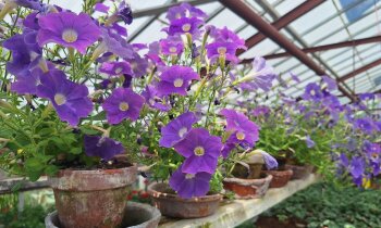Zaterdag twee activiteiten in museum Historische Tuin
