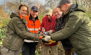 Succes met broeihopen voor ringslangen in Aalsmeer!