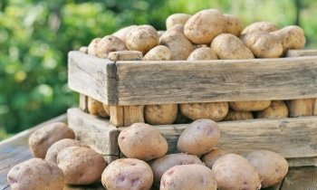 Landwinkel De Lindenhorst verkoopt aardappelen uit eigen tuin