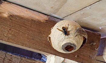 Meld nu nestjes van Aziatische hoornaar!