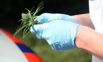 Hennepkwekerij aangetroffen in Mijdrecht