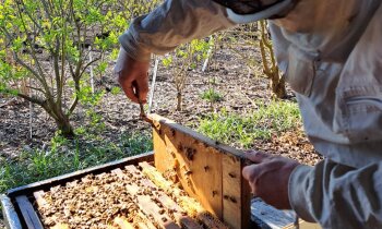 Demonstratie honing slingeren in Historische Tuin