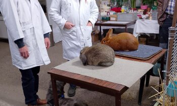 Jaarlijkse Tentoonstelling Kleindiervereniging &ldquo;Onze Langoren&rdquo;