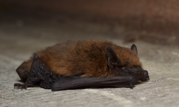 Ontdek het verborgen nachtleven van De Ronde Venen tijdens een vleermuizenexpeditie