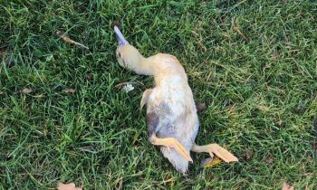Vogelgriep vastgesteld bij wilde vogels in De Ronde Venen